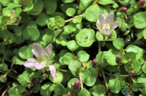 Anagallis tenella (1)